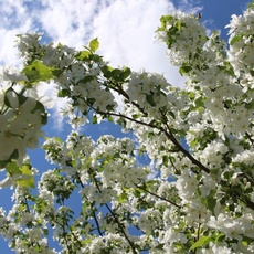 Увлекательная экскурсия: «Введение в мир интенсивного садоводства» - Агротуризм в Григорьевских садах