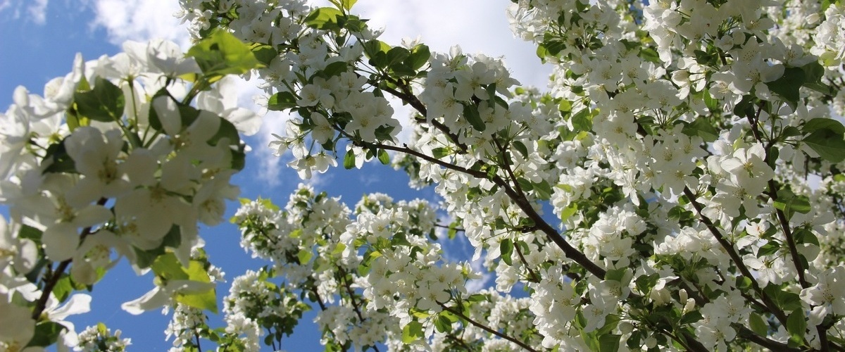 Волшебные мгновения