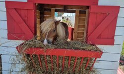 У НАШИХ ПОНИ – НОВОСЕЛЬЕ! - Агротуризм в Григорьевских садах