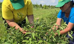В Григорьевских садах сезон жимолости - Агротуризм в Григорьевских садах