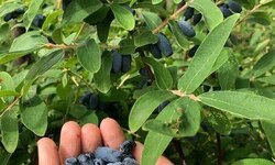 В Григорьевских садах объявляется тестовый самосбор жимолости - Агротуризм в Григорьевских садах