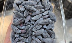 Условия самосбора жимолости в Григорьевских садах - Агротуризм в Григорьевских садах