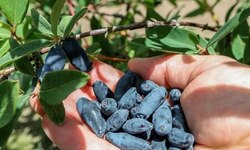 Распродажа жимолости!!! - Агротуризм в Григорьевских садах