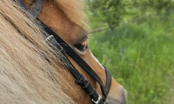 2025 год – принёс рекордный урожай жимолости премиального качества - Агротуризм в Григорьевских садах