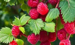 В Григорьевских садах созрела малина - Агротуризм в Григорьевских садах