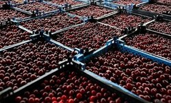 Невероятный спрос на вишню. - Агротуризм в Григорьевских садах