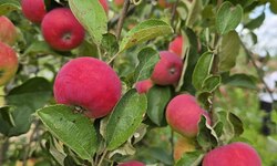 Выращивание красных яблок - Агротуризм в Григорьевских садах